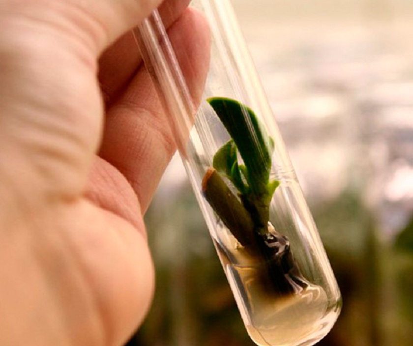 Орхидея в капсуле как ухаживать. Микроклональное размножение in vitro. Микроклональное размножение орхидей. Черенкование орхидеи фаленопсис. Семена орхидеи фаленопсис.