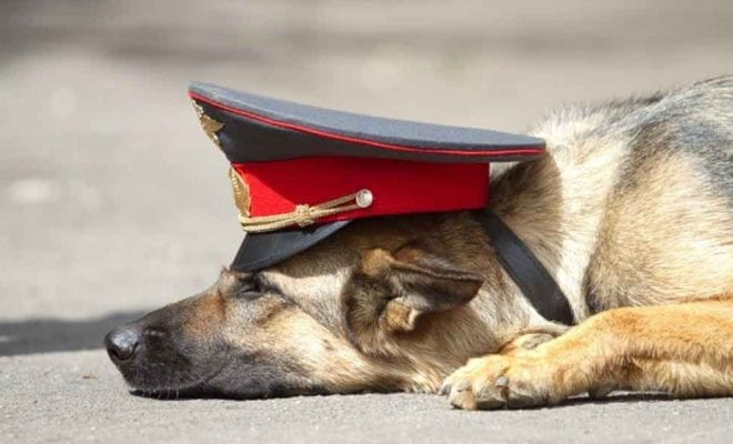 Собака полиции