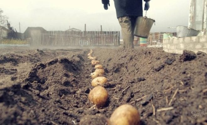Посадка картофеля: когда и как сажать, способы и сроки посадки