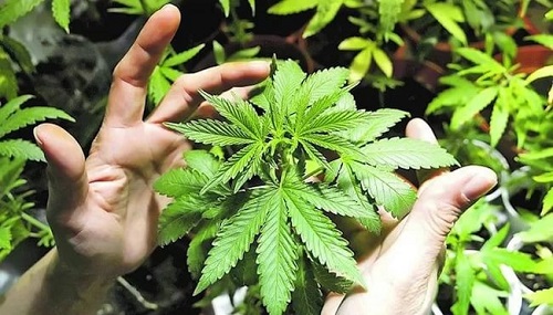 Наркомания конопли работа по выращиванию марихуаны