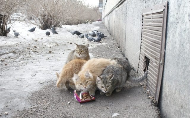 Бездомные кошки