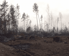 Пожар леса