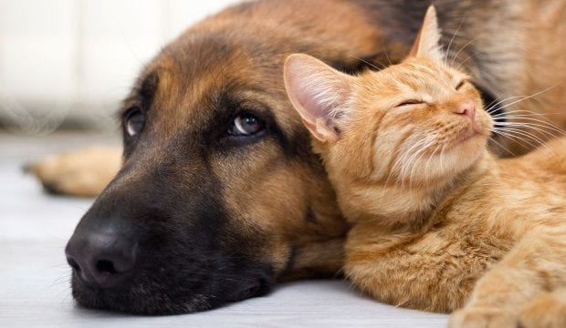 Собака и кошка