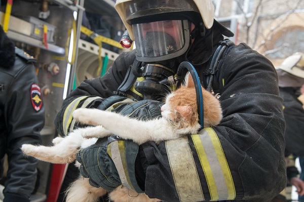 Кота спасает пожарный