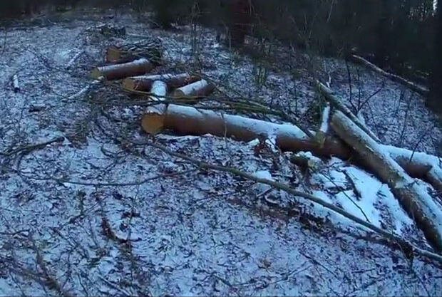 вырубили лес