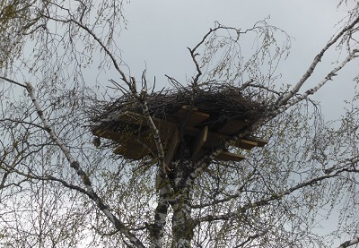 Гнездо аиста