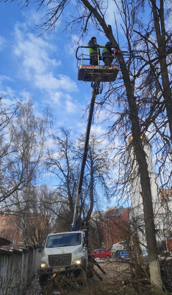 В январе в Калуге спилили 72 сухих и аварийных дерева