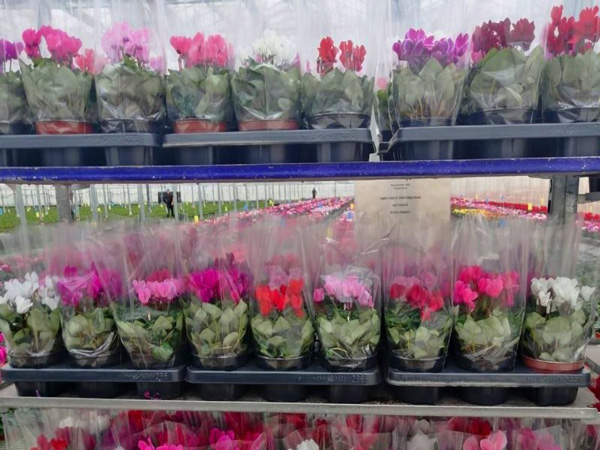 В преддверии 8 марта из Калужской области вывезли более 5 млн цветов