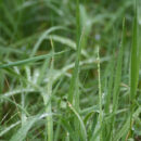 роса трава