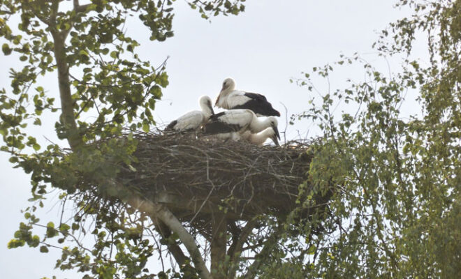 Плетеное гнездо для аиста из лозы