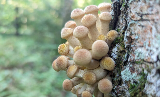 грибы лес