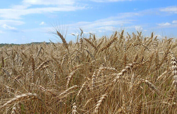 поле пшеница